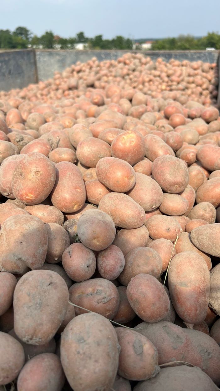 Bogactwo dolnośląskich pól – dorodne ziemniaki odmiany Red Sonia